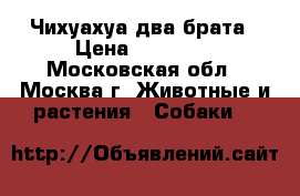 Чихуахуа два брата › Цена ­ 12 000 - Московская обл., Москва г. Животные и растения » Собаки   